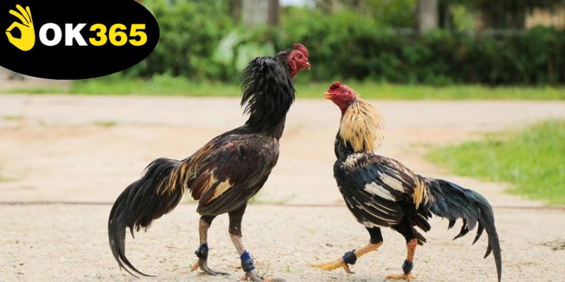 da-ga-ok365,-meo-cao-thu-giup-chien-thang-hieu-qua