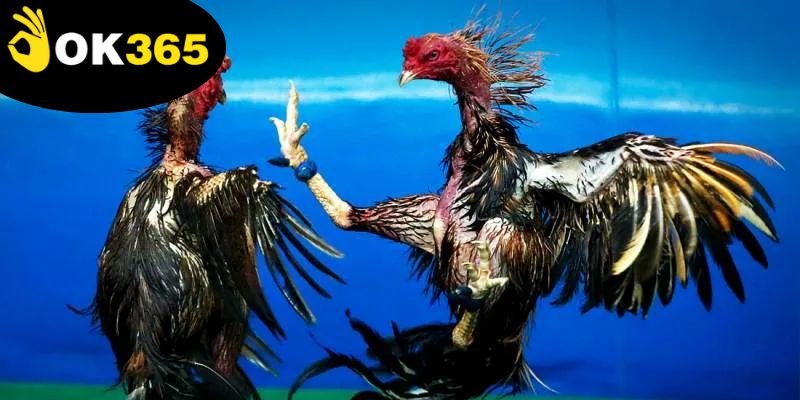 nghien-cuu-chien-ke-giup-dat-cuoc-chinh-xac-va-thang-lon